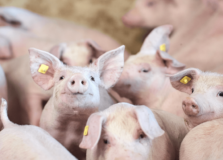 Innovative Loesung fuer die Schweinehaltung artikel schwein Innovative Loesung fuer die Schweinehaltung artikel schwein
